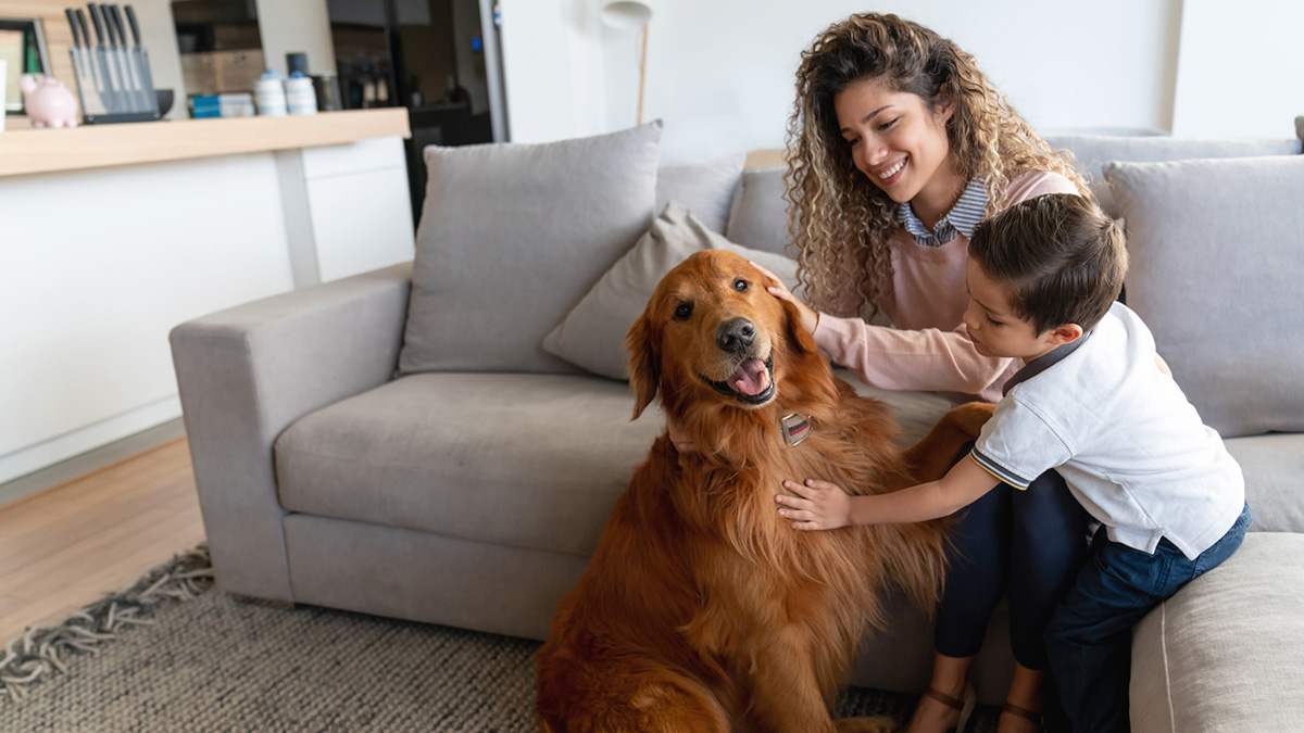 consejos convivir mascotas apartamentos